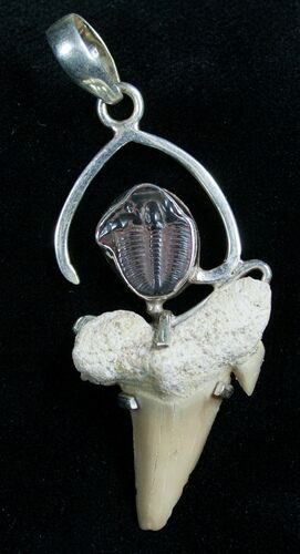 Trilobite & Fossil Shark Tooth Pendant #7058